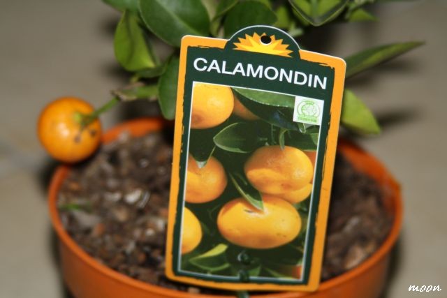 Calamondin